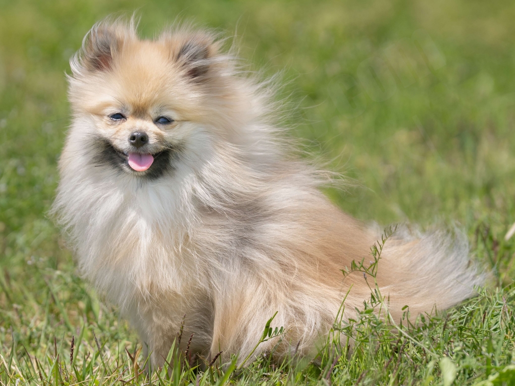 잔디밭의 강아지