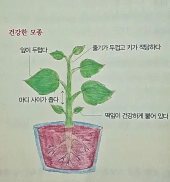 모종 고르는 법 줄기 굵기 잎색 뿌리상태 병해 흔적 확인_13