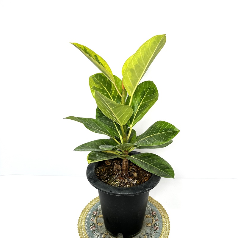 뱅갈고무나무 실내에서 키우기