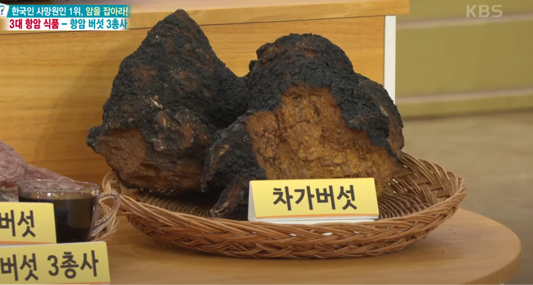 3대 항암버섯 3총사: 상황버섯 영지버석 차가버섯 효능과 복용법