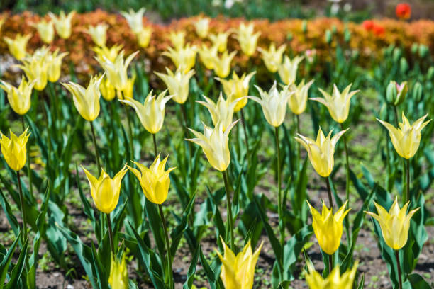 에버랜드 튤립 축제 2025년 봄꽃 명소