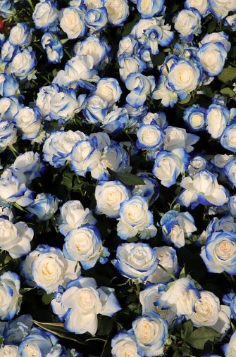 에버랜드 장미축제 2025