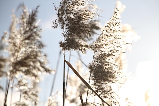갈대와 억새의 차이점부터 갈대뿌리(노근)효능, 명소 추천