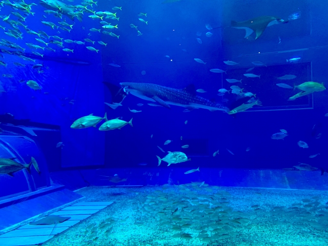 오사카 가이유칸 수족관(해유관) 입장권 예매(예약), 가격, 가는법, 영업시간, 맛집(식당)추천 3곳까지 총정리!