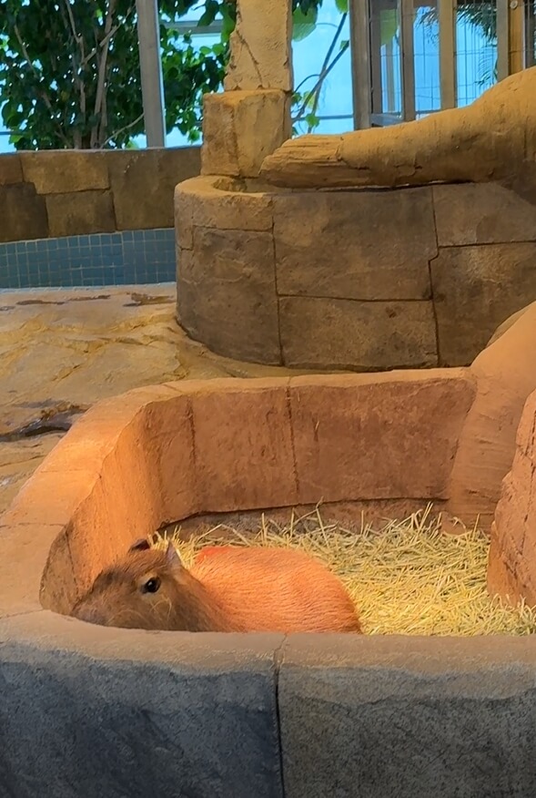 오산버드파크-카피바라