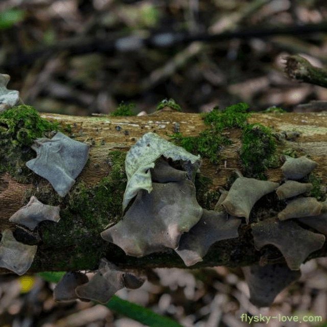 바위에서 자라는 석이버섯