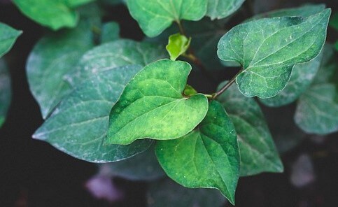 텃밭에 심어진 어성초로 초록색의 잎사귀들이 가득 하고 잎은 하트 모양에 끝이 뾰족하다.