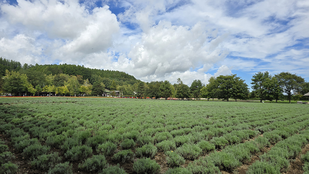 팜토미타의 가을