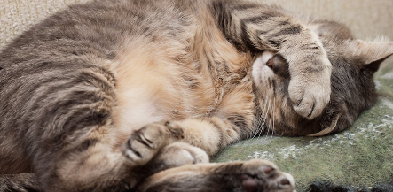 누워있는 고양이