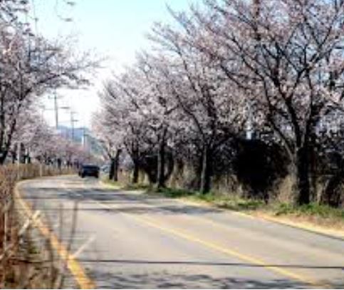 의왕 벚꽃