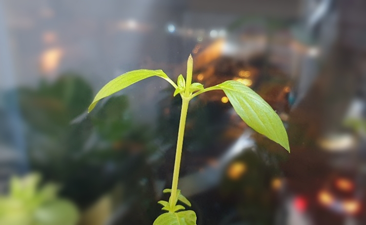 바질