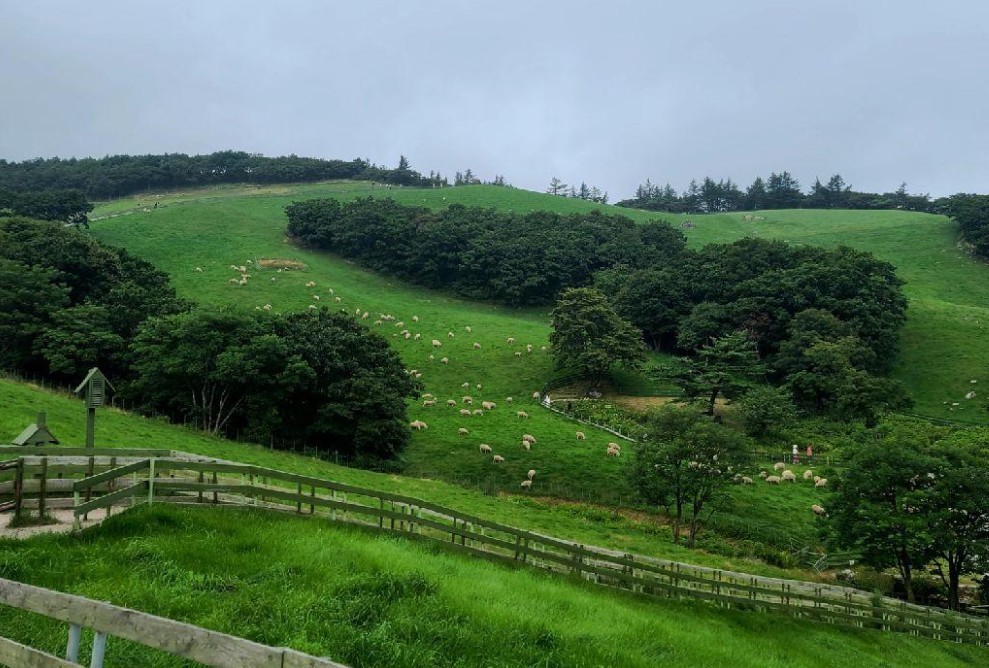 평창 대관령 양떼목장