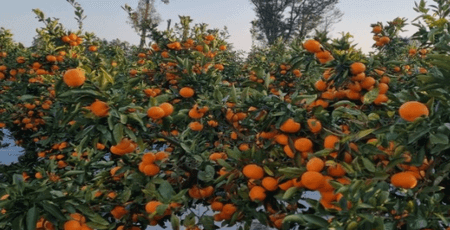 제주도 서쪽 여행코스