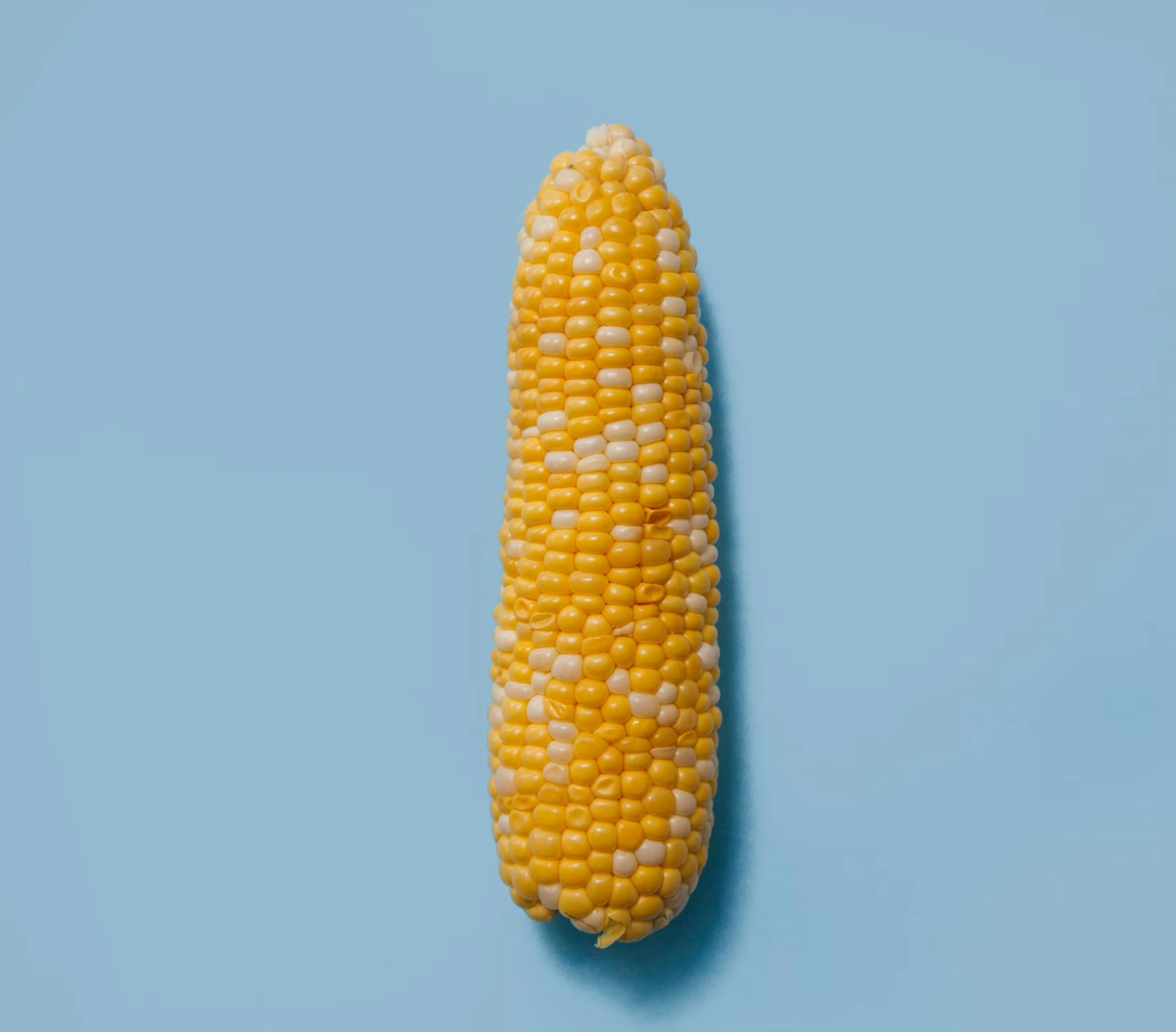 옥수수차 물대신