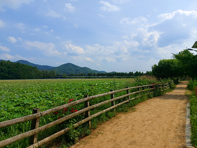 두물머리 연꽃길