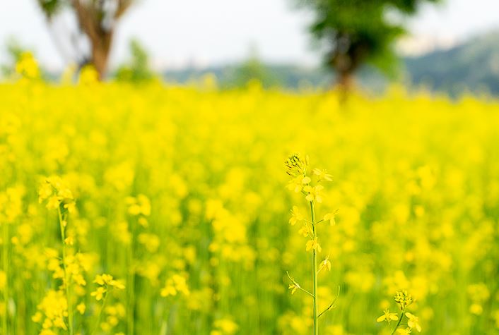 구리 유채꽃 축제