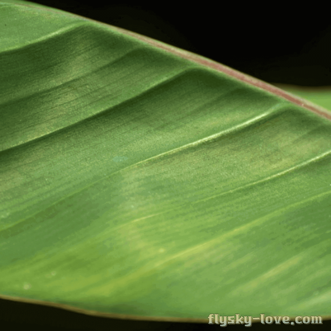 다양한 영양소가 풍부한 바나나잎