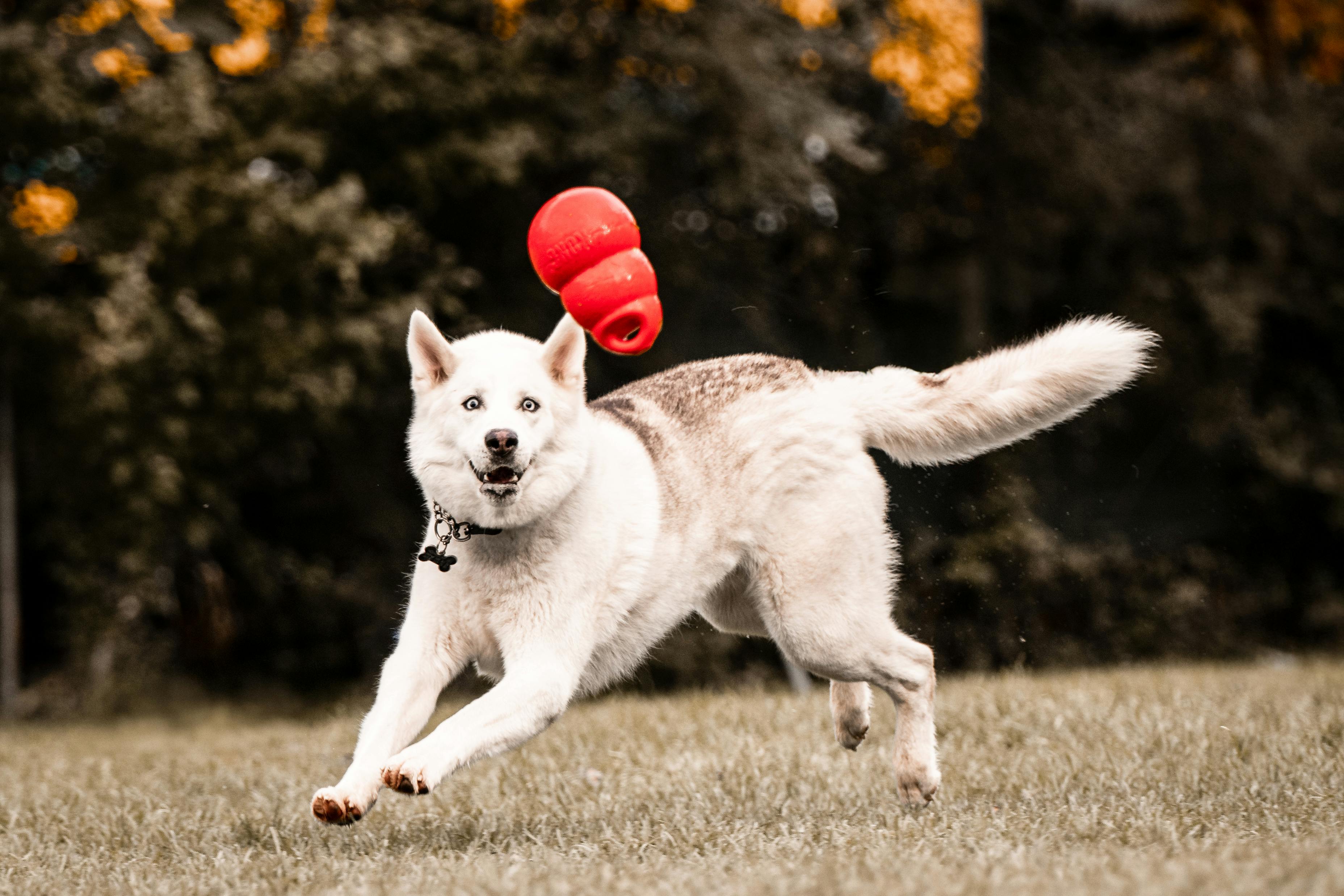 반려동물과 보호자의 생활 리듬 변화에 탄력적으로 적응시키는 감각 완충 프로그램: 불안·혼란을 최소화하는 12단계 가이드