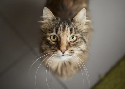 시베리안 고양이 분양 가격