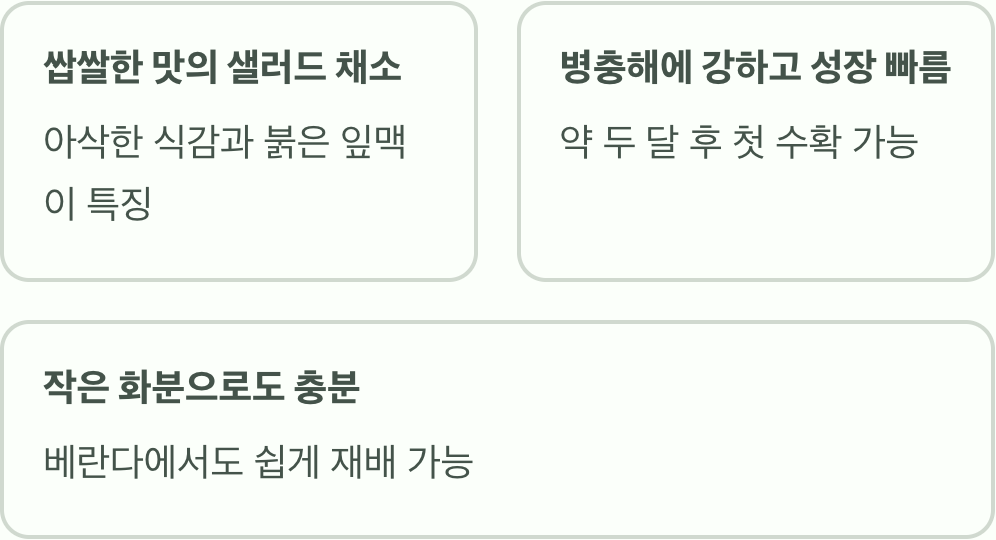 적치커리, 어떤 채소일까요?