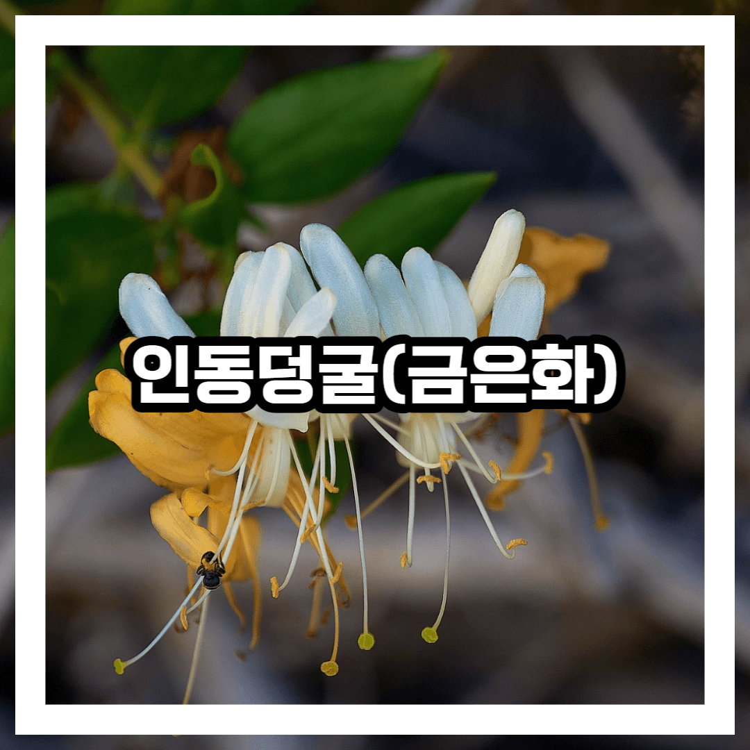 인동덩굴 썸네일