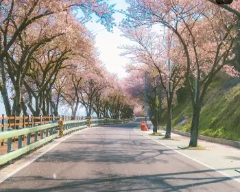 벚꽃 개화시기_13