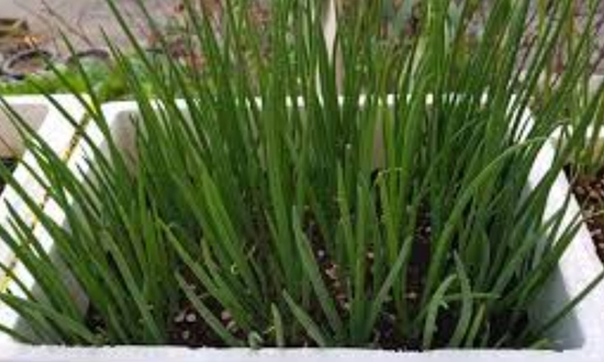 쪽파 언제 심어요? 가을 쪽파 봄 쪽파 심는 시기/종구/심는 방법/수확/보관