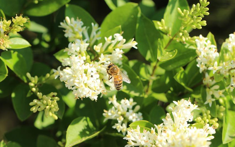 그린프로폴리스 효능