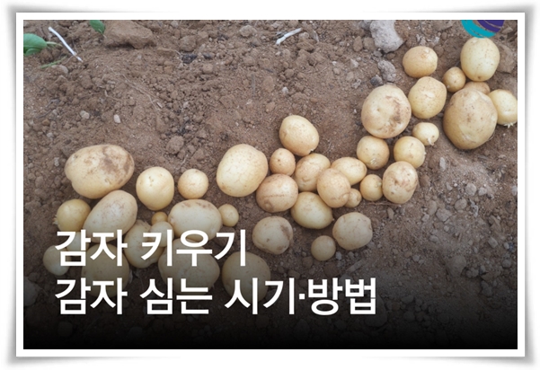 텃밭관리 "2월~3월 감자 심기" 슬기로운 전원생활 완벽 가이드!