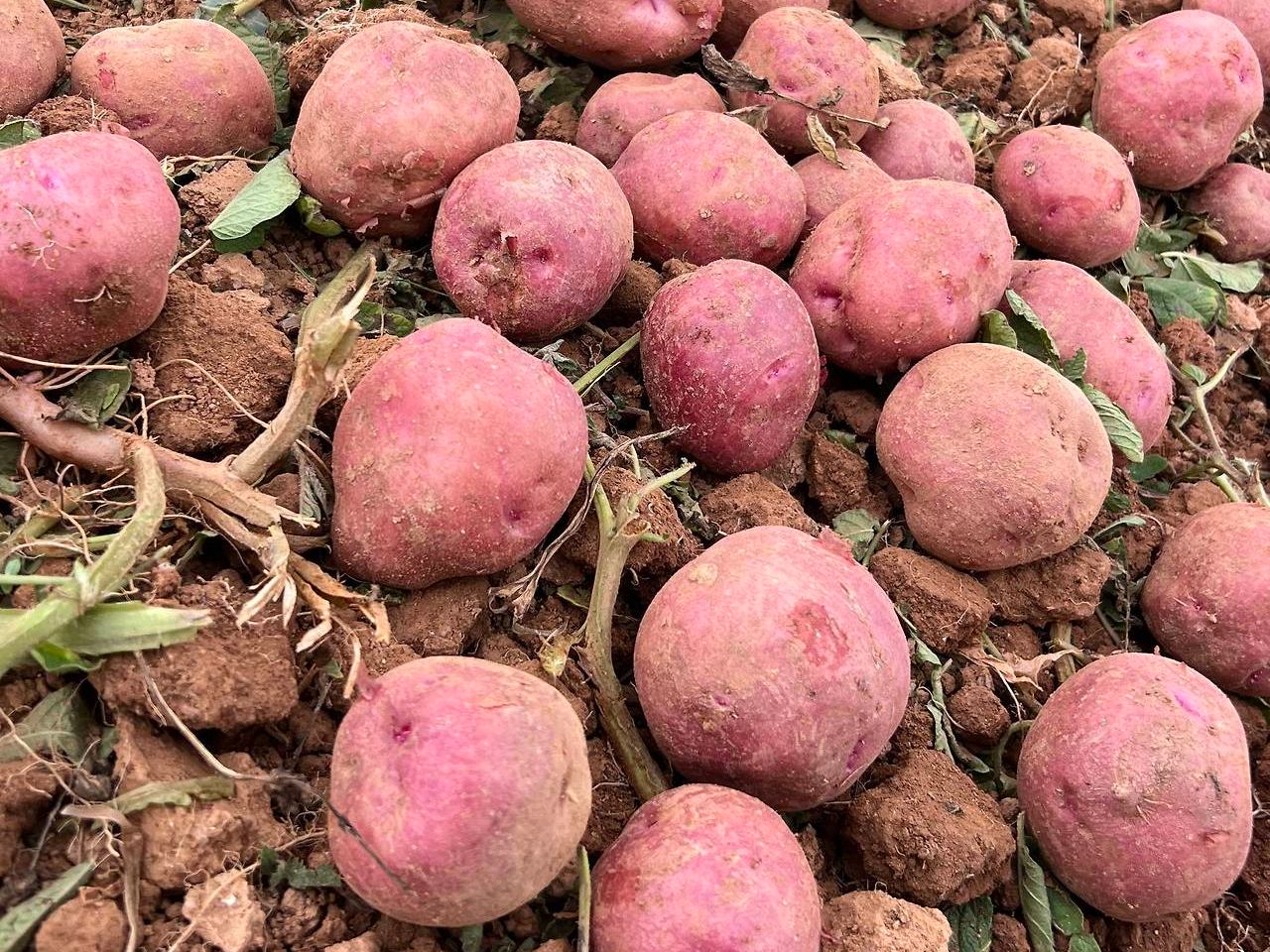 홍감자 수확시기