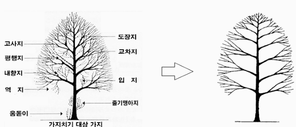 가지치기 방법: 종류