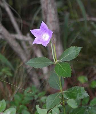 보라색 도라지 사진