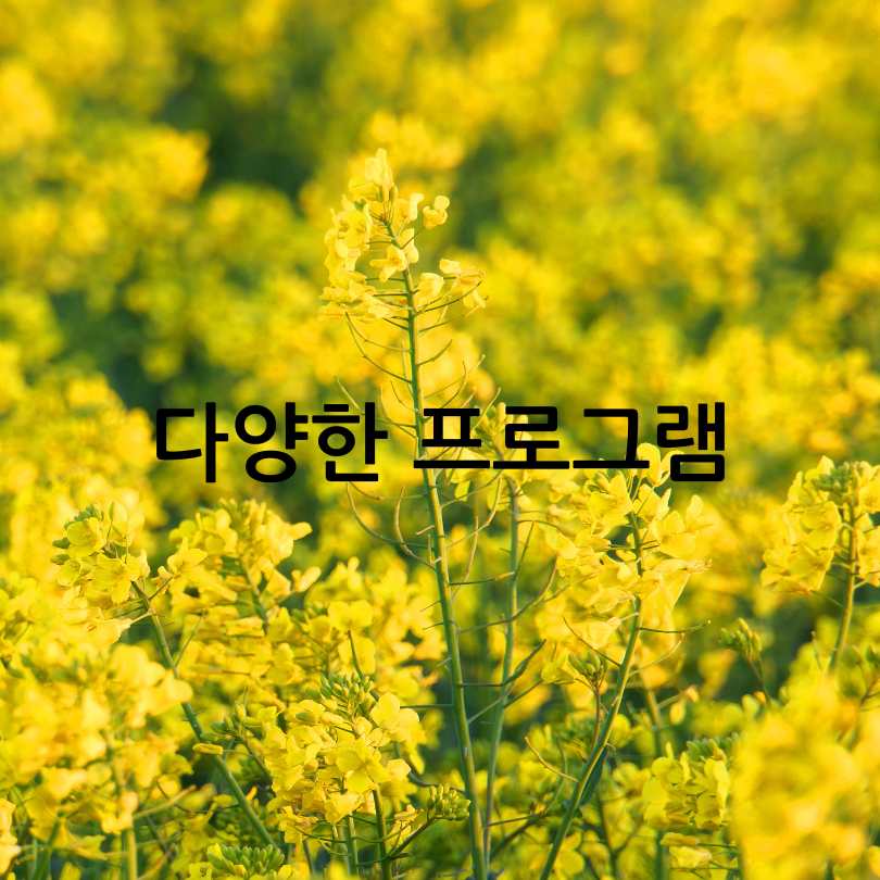 2025년 창녕 낙동강 유채축제