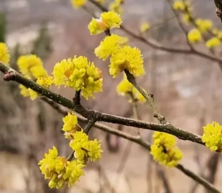 생강나무 꽃 개화시기 모양 특징_2