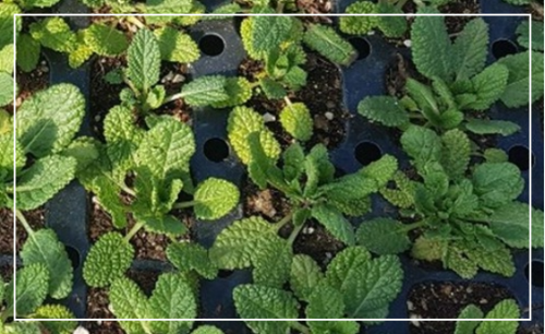 곰보배추 시럽 만들기와 활용법