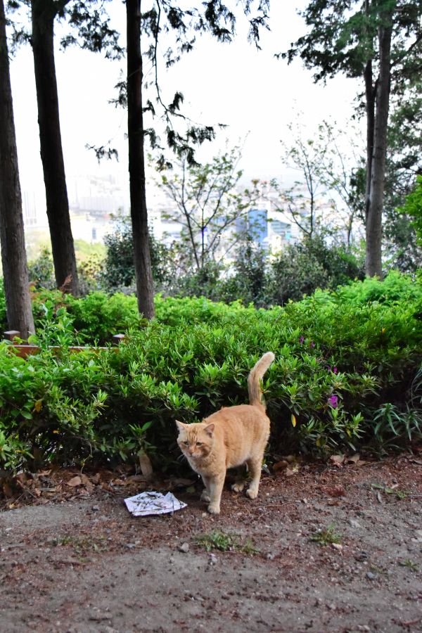 부산 민주공원 고양이