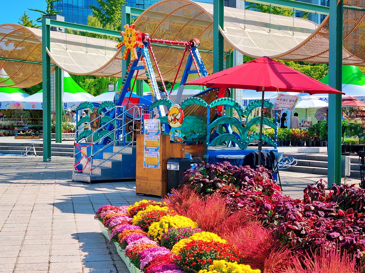 서울 근교 가을꽃 만발한, 경기도 고양시 강매석교공원 창릉천 코스모스축제