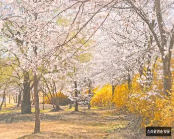 경주벚꽃축제_18