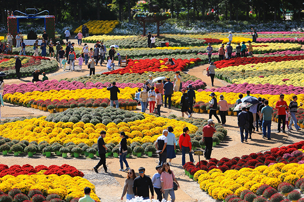 인제가을꽃축제