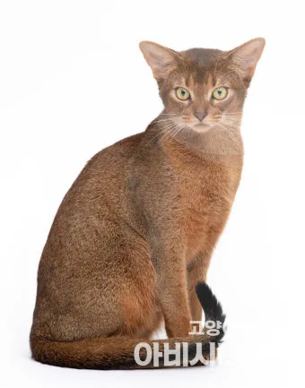 아비니시안 고양이 유전병_33