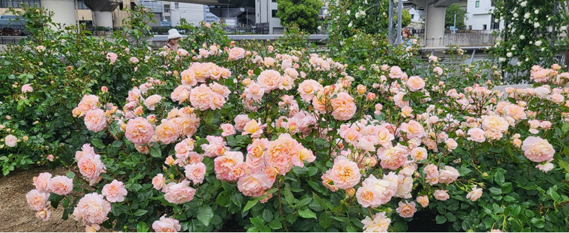 나카노시마 장미원