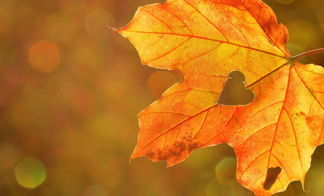 가을-체중-수면-다이어트