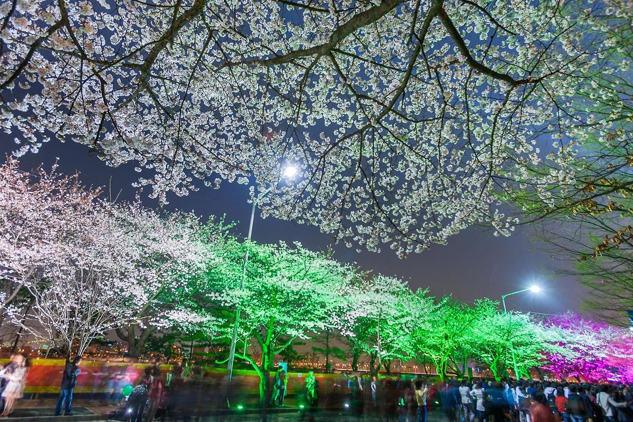 벚꽃 만개 시기, 여행 코스 확인하러 가기