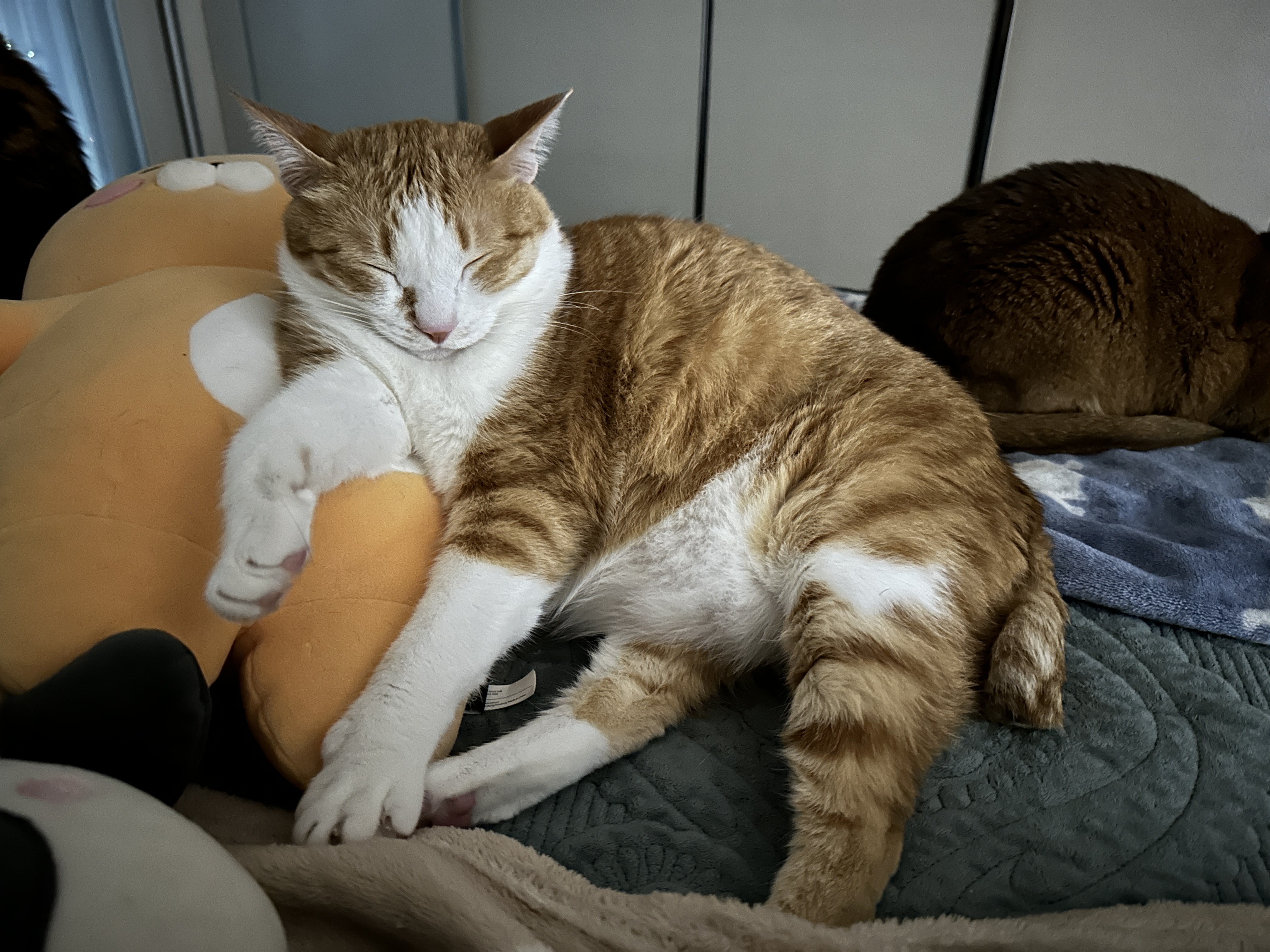 재밌는_포즈로_인형에_기대서_자는_치즈냥이_호야_2