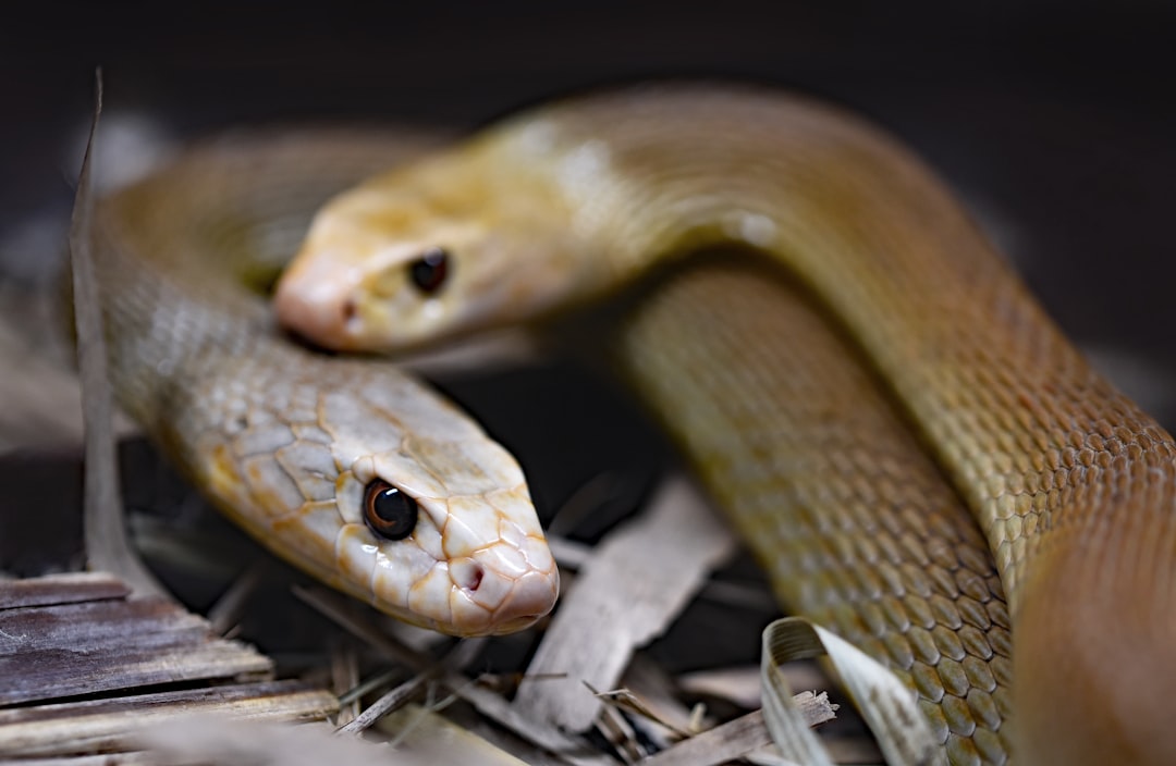 'Snake'