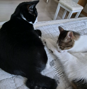 고양이 두 마리가 가까이 누워 쉬는 이유, 꼭 붙어 있어야 친한 걸까?
