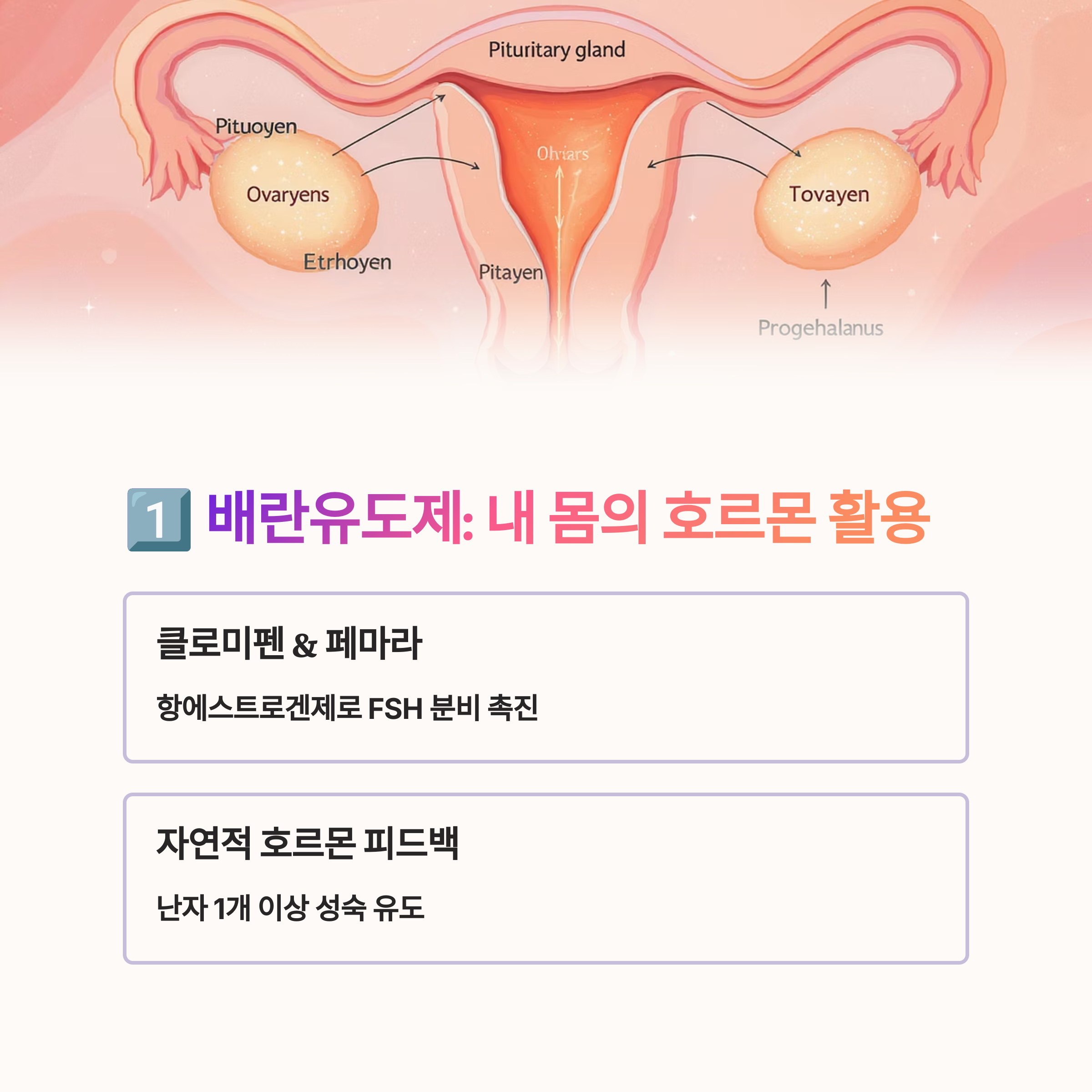 여성 생식기관 일러스트와 함께 배란유도제의 작용 원리와 클로미펜, 페마라 등 호르몬 피드백 방식 설명이 포함된 인포그래픽 이미지