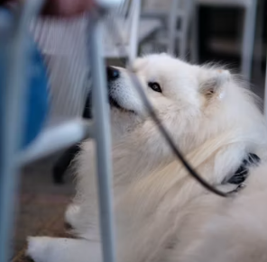 애견미용샵 창업에 대하여 알아보기