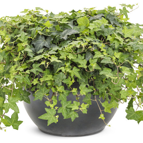 아이비 (Hedera helix)