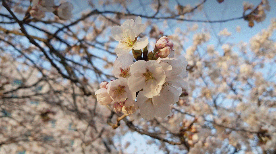  벚꽃축제 